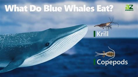 Nov 3, 2021 ... The blue whale, the largest animal in Earth's history, eats about 16 tons of krill daily in the North Pacific, gobbling up these tiny shrimp- ...